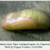 plebeius argus leningrad pupa1